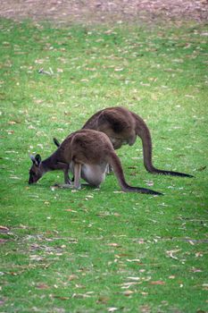 Two kangaroos in West Australia eating grass with one young in mothers pouch