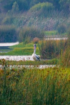 Wild pelican fishing in lake inside Yanchep National Park in West Australia