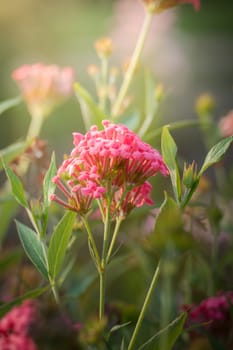 The background image of the colorful flowers, background nature