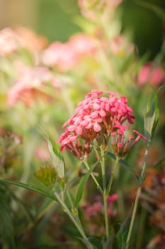 The background image of the colorful flowers, background nature