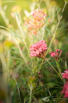 The background image of the colorful flowers, background nature