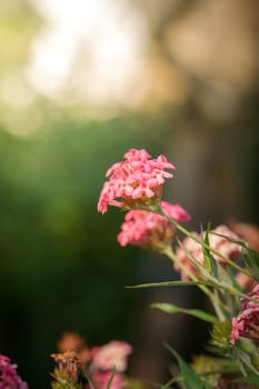 The background image of the colorful flowers, background nature