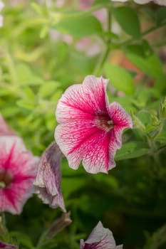 The background image of the colorful flowers, background nature