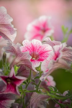 The background image of the colorful flowers, background nature