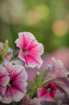 The background image of the colorful flowers, background nature