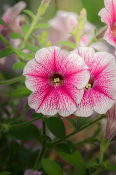 The background image of the colorful flowers, background nature