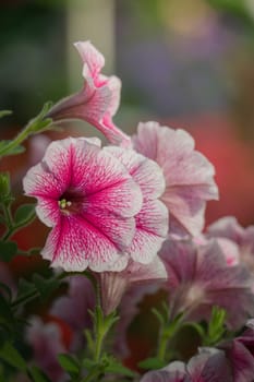 The background image of the colorful flowers, background nature