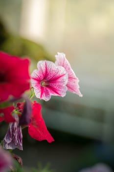 The background image of the colorful flowers, background nature