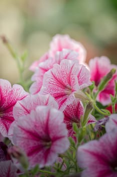 The background image of the colorful flowers, background nature