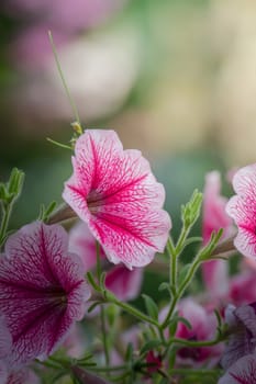 The background image of the colorful flowers, background nature