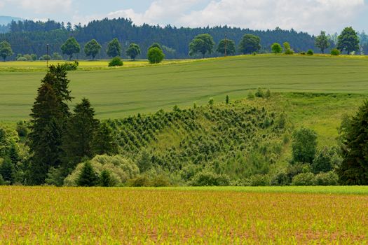 green rural summer landscape in Czech Republic - region Vysocina