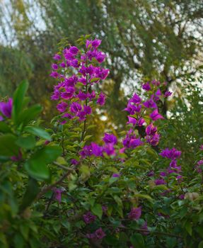 Bush blooming with abundance of small pink flowers