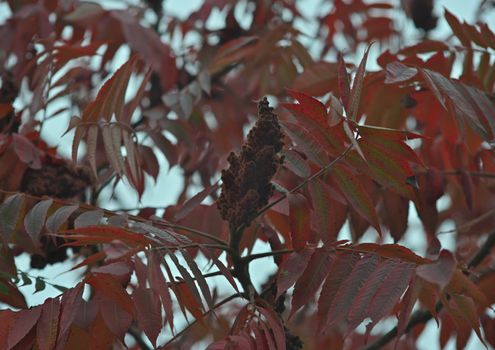 Staghorn sumac tree with big red flower and red leaves, autumn time