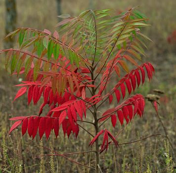 Small staghorn sumac tree in field at autumn time