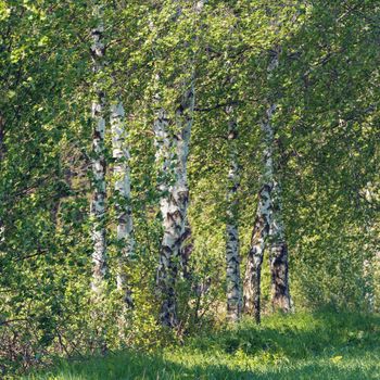 beautiful birch tree in spring countryside, rural landscape, tranquil scene in sunny day