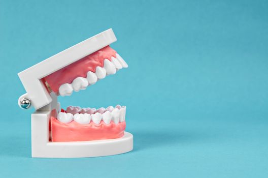 Tooth model on blue background with empty space for your text or message.