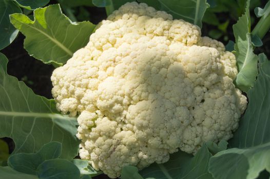 Cauliflower grows in the garden on a Sunny summer day, the concept of growing fresh vegetables.