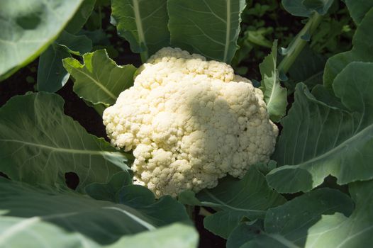 Cauliflower grows in the garden on a Sunny summer day, the concept of growing fresh vegetables.
