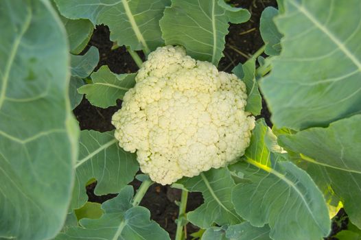 Cauliflower grows in the garden on a Sunny summer day, the concept of growing fresh vegetables.