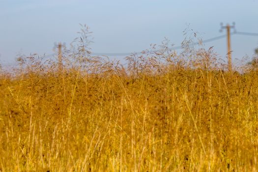 Summer landscape with cornfield and blue sky. Classic rural landscape in Latvia. Yellow cornfield. Blue sky and electricity poles.