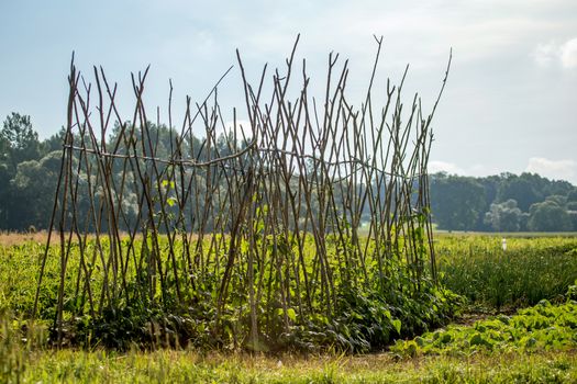 Long green beans on plants in the field.. Summer landscape with cornfield, wood and cloudy blue sky. Classic rural landscape in Latvia.