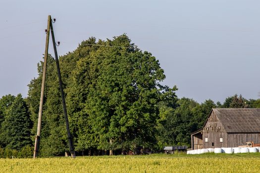 Hay bales on the green meadow at the barn. Hay bales on the field near the barn in Latvia. Electricity pole near the shed. Summer landscape with cereal field, trees and barn. Barn at the edge of the field. Classic rural landscape in Latvia. 