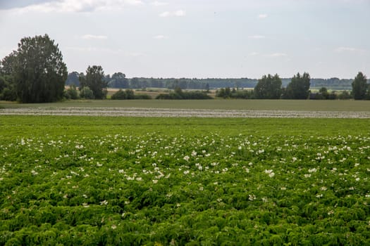 Potatoes plants with white flowers growing on farmers field. Landscape with flowering potatoes. Summer landscape with green field, wood and blue sky. Classic rural landscape in Latvia.