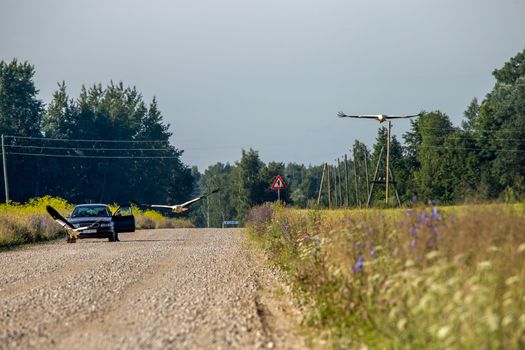 Summer landscape with car and storks on countryside  road. Rural road, cornfield, wood and cloudy blue sky. Car and storks on rural road. Classic rural landscape in Latvia.