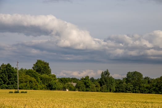 Field with cereal and forest on the back, against a blue sky. Summer landscape with cereal field and cloudy blue sky. Classic rural landscape in Latvia.