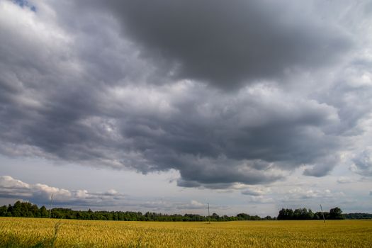 Field with cereal and forest on the back, against a blue sky. Summer landscape with cereal field and cloudy blue sky. Classic rural landscape in Latvia.