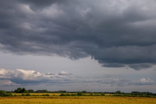 Field with cereal and forest on the back, against a blue sky. Summer landscape with cereal field and cloudy blue sky. Classic rural landscape in Latvia.