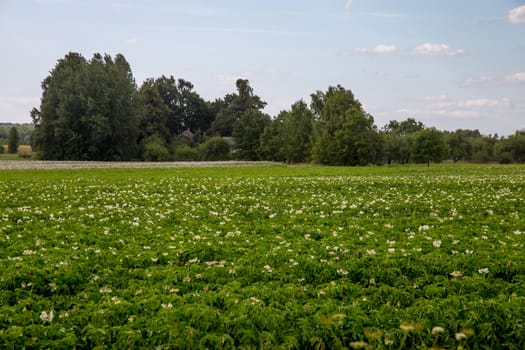 Potatoes plants with white flowers growing on farmers field. Landscape with flowering potatoes. Summer landscape with green field, wood and blue sky. Classic rural landscape in Latvia.