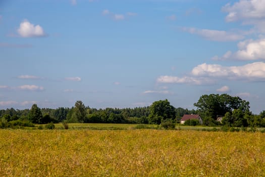 Field with cereal and forest on the back, against a blue sky. Summer landscape with cereal field and cloudy blue sky. Classic rural landscape in Latvia.