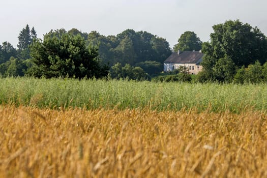 Country house near field of cereals close to the river. Field with cereal and house between the trees. Summer landscape with cereal field and old countryside home. Classic rural landscape in Latvia.