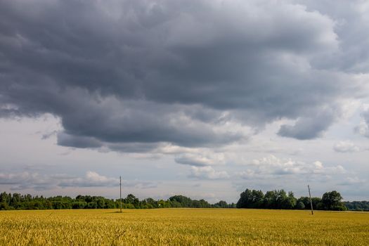 Field with cereal and forest on the back, against a blue sky. Summer landscape with cereal field and cloudy blue sky. Classic rural landscape in Latvia.