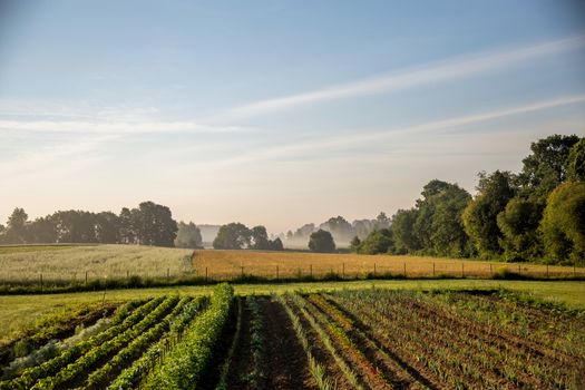 Long furrows with vegetable seedlings. Fog on the field with vegetables. Summer landscape with plowed field and fog in the distance. Classic rural landscape with mist in Latvia. Vegetable growing in Latvia country in summer time.