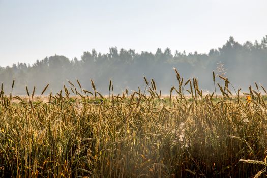 Summer landscape with yellow cereal field and forest in fog. Classic rural landscape with mist in Latvia. Mist on the wheat field in summer season.