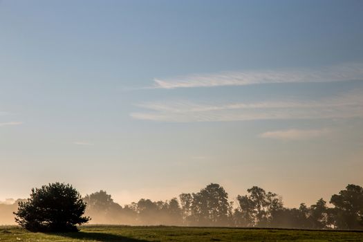 Summer landscape with green field and forest in fog. Classic rural landscape with mist in Latvia. Mist on the field in summer time.