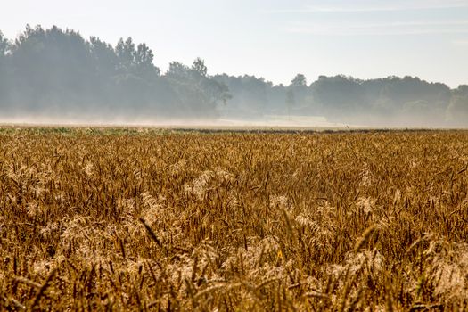 Summer landscape with yellow cereal field and forest in fog. Classic rural landscape with mist in Latvia. Mist on the wheat field in summer season.