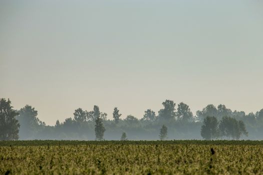 Summer landscape with green field and forest in fog. Classic rural landscape with mist in Latvia. Mist on the field in summer time.