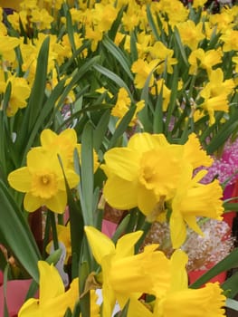 Narcissus. Close-up of many delicate vibrant yellow daffodil flowers with green leaves in the background.