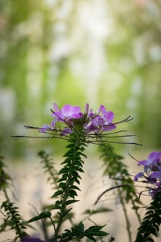 The background image of the colorful flowers, background nature