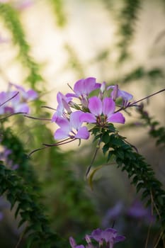 The background image of the colorful flowers, background nature