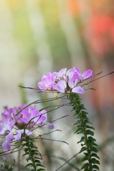 The background image of the colorful flowers, background nature