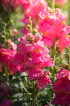 The background image of the colorful flowers, background nature