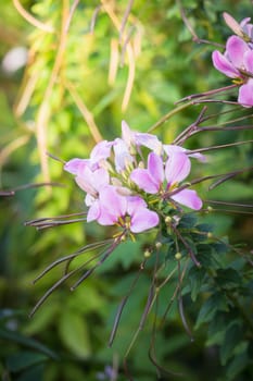 The background image of the colorful flowers, background nature