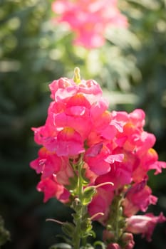 The background image of the colorful flowers, background nature