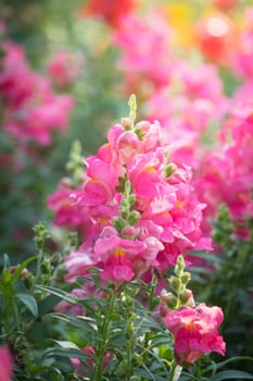 The background image of the colorful flowers, background nature