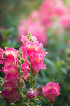 The background image of the colorful flowers, background nature