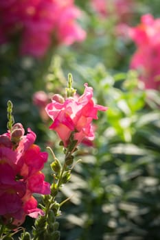 The background image of the colorful flowers, background nature